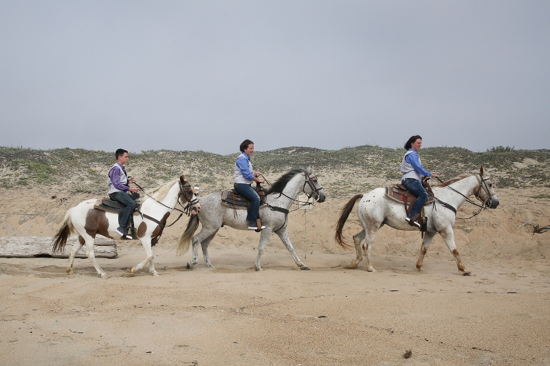 horses on the beach