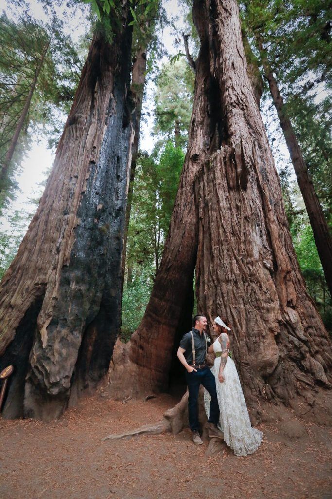eloping amid old growth redwoods