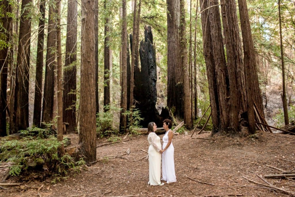 redwood elopement in Santa Cruz