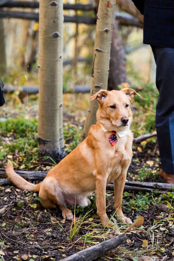 wedding dog