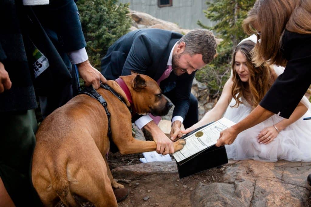 doggie license signing