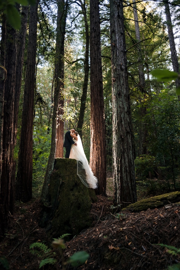 Redwood elopement in California